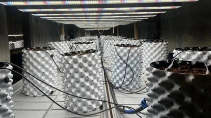 Ақмола облысында заңсыз фитозертхана анықталды: 70 түп қарасора тәркіленді