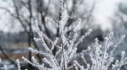 Холодный январь: прогноз погоды на 24 января 2026 года для Астаны, Алматы и Шымкента