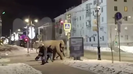 Слон сбежал из цирка, но замерз на самарском морозе и сдался