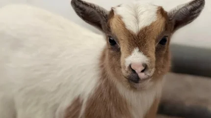 Алматы зообағында камерун ешкілері төлдеді