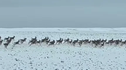 Число джейранов в Чарыне увеличилось в 10 раз
