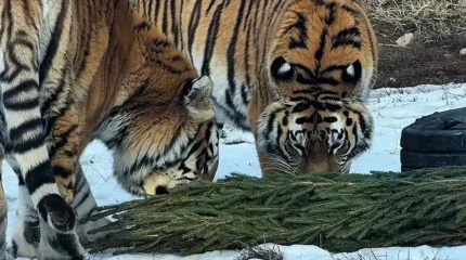 «Шыршаны тапсыр»: акция қорытындыланды