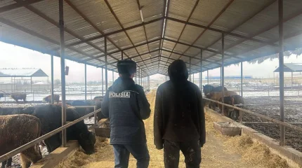 Полиция раскрыла кражу 80 голов скота на 25 млн тенге в Шымкенте