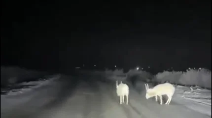 Атырау облысында ақбөкендер ауыл ішінде  емін-еркін жайылып жүр