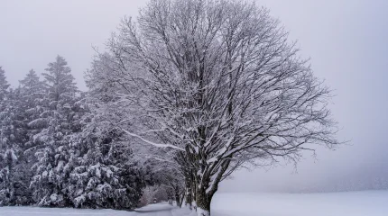 Холодно и снежно: погодный прогноз на 27 января в Астане, Алматы и Шымкенте