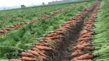 Казахстан увеличит посевы «социальных» овощей