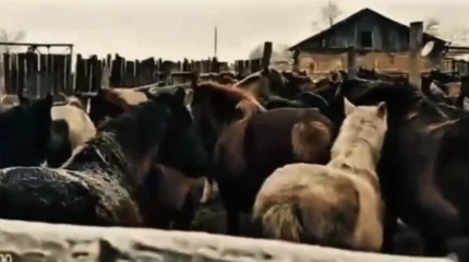 Вооруженные скотокрады орудовали в Павлодарской области