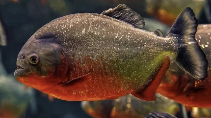 Пираньи напали на людей на популярном курорте