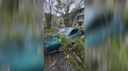 2 миллиона тенге взыскала жительница Костаная с городского акимата за упавшее на ее авто дерево