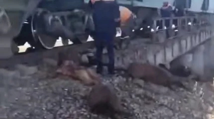 Жамбыл облысында жүк пойызы 70 қойды қағып кетті