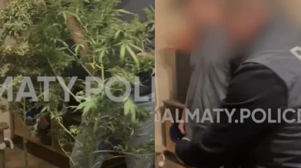 Пәтерінде есірткі өсірген