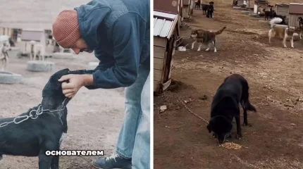 Алматы маңында қожайыны қайтыс болған соң жүзге жуық ит қараусыз қалды