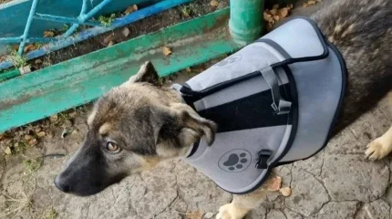 Щенок бросился на медведя и спас семью от нападения
