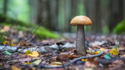 Саңырауқұлақ теруге барған әйел ауруханаға түсті