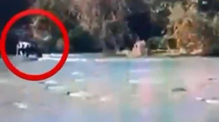 Жамбыл облысында полицейлер көлге батып бара жатқан жасөспірімді құтқарды