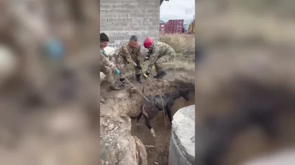 В Усть-Каменогорске спасатели из колодца вытащили жеребёнка