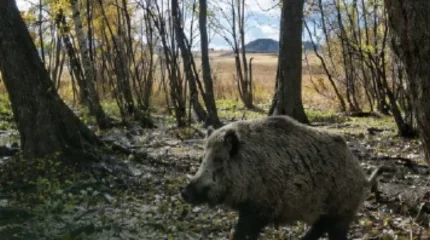 «Дерзкий» кабан разогнал волков в Буйратау (ВИДЕО)