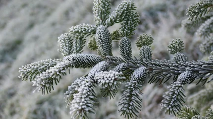 Боран соғып, көктайғақ болады