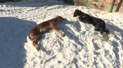 Қарағандыда тазы тұқымды иттерді заңсыз атуда