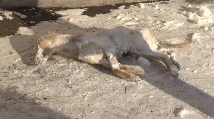 Национальное достояние страны - собаки породы тазы незаконно   застрелены в Караганде