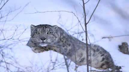 Алматы тауларындағы қар барысы спутник арқылы бақылауға алынды