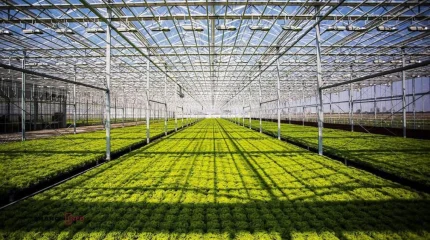 Түркістан облысында құны 42 млрд теңге болатын өнеркәсіптік жылыжай кешені іске қосылады