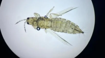 Эквадордан келген гүл партиясынан батыс гүл трипсі анықталды