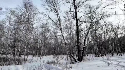 Қызылжарда жоғалып кеткен 18 жастағы жігіттің мәйіті орманнан табылды