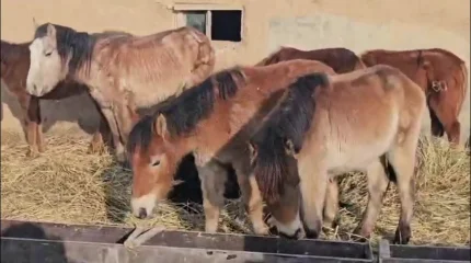 Атырау облысында  жылқы аштықтан қырылып жатыр