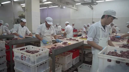 Консервы из мяса сайги начали выпускать в Западно-Казахстанской области