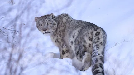 Замеченному под Алматы снежному барсу установили спутниковый ошейник