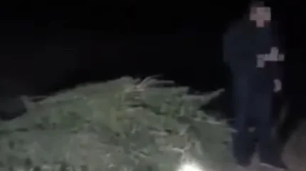 За хранение 95 кг марихуаны осудили жителя Жамбылской области