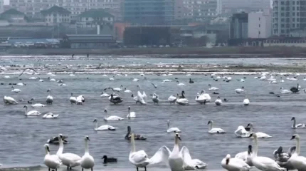 Лебеди прилетели на берег Актау