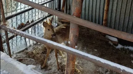 Семейде үй ауласына елік кіріп кеткен