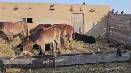 Атырау облысында 5 ауылға карантиндік шектеу енгізілді