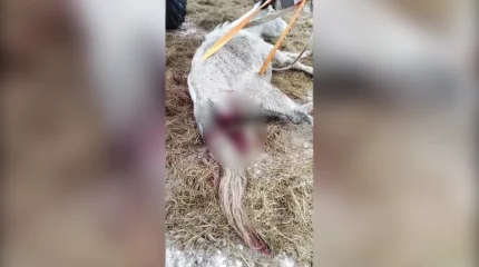 БҚО-да жылқы тебіндей алмай қырылып жатыр