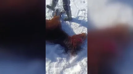 Из-за морозов и снегопадов массово гибнут лошади в Западно-Казахстанской области