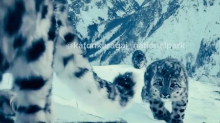 Снежного барса с тремя детёнышами заметили в Катон-Карагае