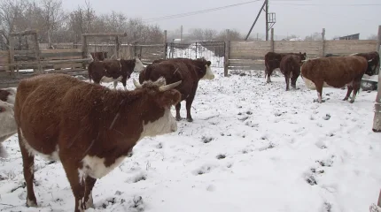 "Мал шаруашылығын дамыту үшін кәсіп иелерін оқыту керек",- қауымдастық