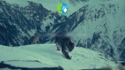 Редкие кадры семьи снежных барсов сняли в ВКО