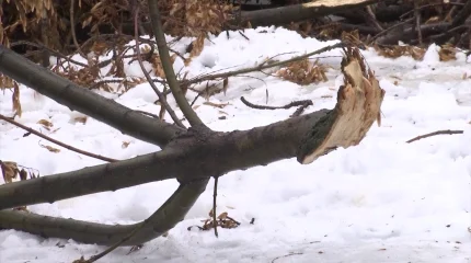 Шымкентте ағаштың бұтағының астындаға қалған оқушы қаза тапты