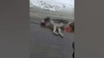 Собаку привязали к машине и тащили по земле в Алматы: стало известно о состоянии животного