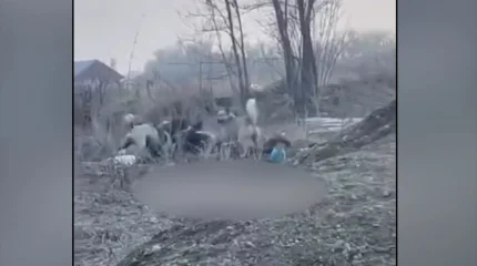 Алматы облысында 52 жастағы әйелді бір топ ит талады