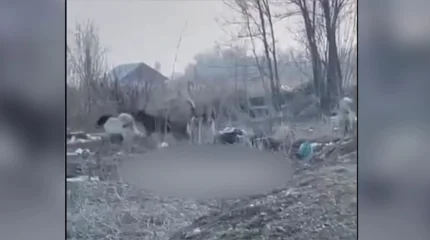 Стая собак едва не растерзала женщину в Алматинкой области