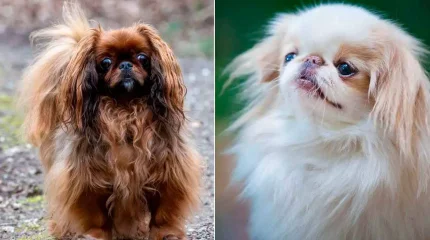 Ученые выявили еще 12 пород собак, страдающих от проблем с дыханием