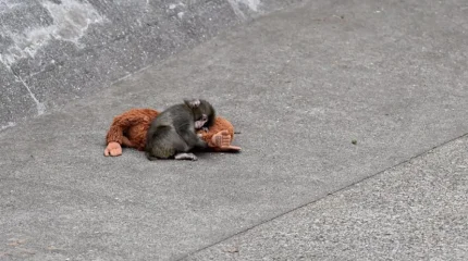 Отказ матери и плюшевый друг: как макак Панч из Японии растрогал соцсети