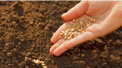 Қазақстанда отандық тұқымның жаңа сорттарының саны 3 есе артты