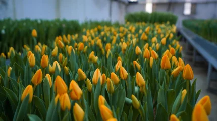 Түркістанда қызғалдақтар бүр жарды