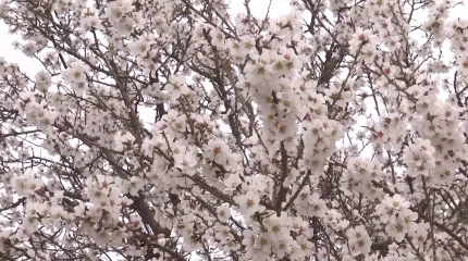 Шымкентте миндаль мен өрік ағаштары гүлдеп жатыр