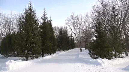 Карагандинский предприниматель выводит новый вид хвойного дерева
